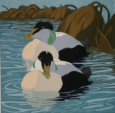Eiders 300 mm x 300 mm edition of20