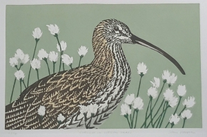 Curlew in cotton grass 285 mm x 185 mm edition of 14