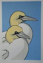 Gannets 200 mm x 300 mm edition of 14