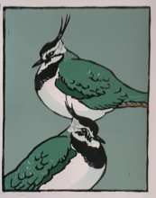 Green Plover 180mmx230mm edition of 15